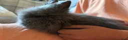 Lionhead rabbits for sale: Fluffy double mane lion head rabbits for sale  - Advert 22
