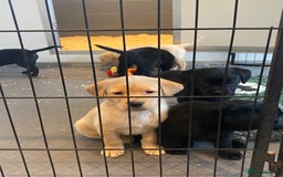 Labrador Retriever dogs for sale: Yellow and black Labrador puppies in Whitchurch - Image 31