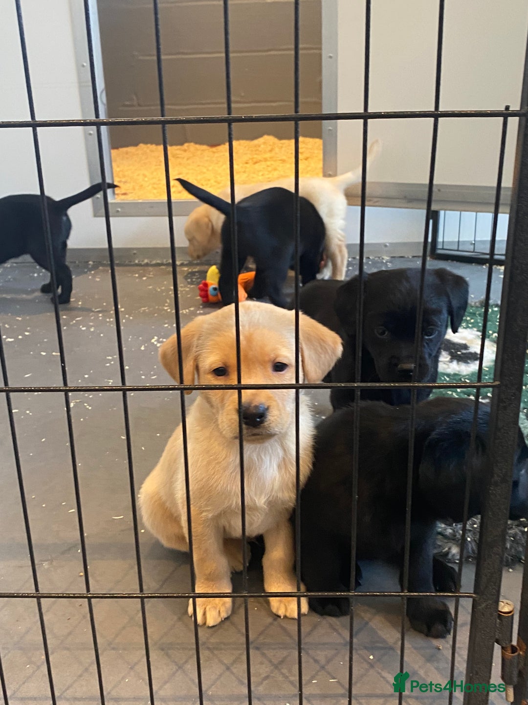 Labrador Retriever dogs for sale: Yellow and black Labrador puppies in Whitchurch - Image 31