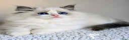 Ragdoll cats for sale: Stunning Blue Bicolour Pedigree Ragdoll Kittens  - Advert 1