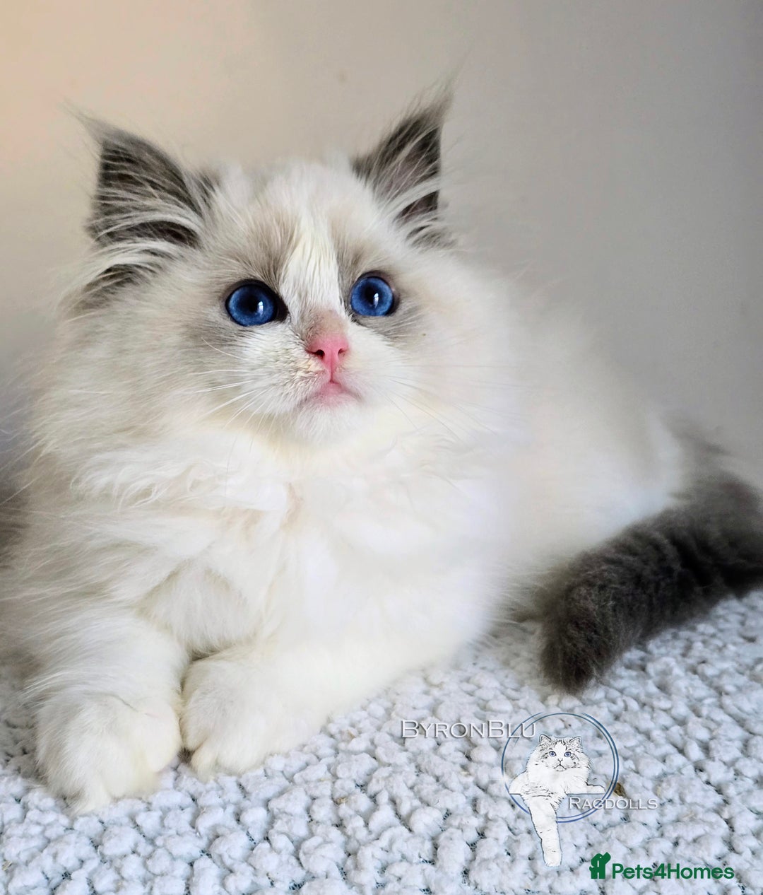 Ragdoll cats for sale: Stunning Blue Bicolour Pedigree Ragdoll Kittens  - Advert 1