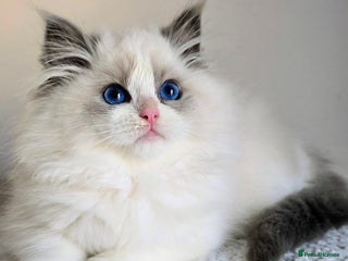 Ragdoll cats Stunning Blue Bicolour Pedigree Ragdoll Kittens - Advert 1