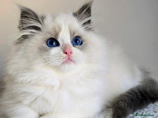 Ragdoll cats Stunning Blue Bicolour Pedigree Ragdoll Kittens - Advert 16