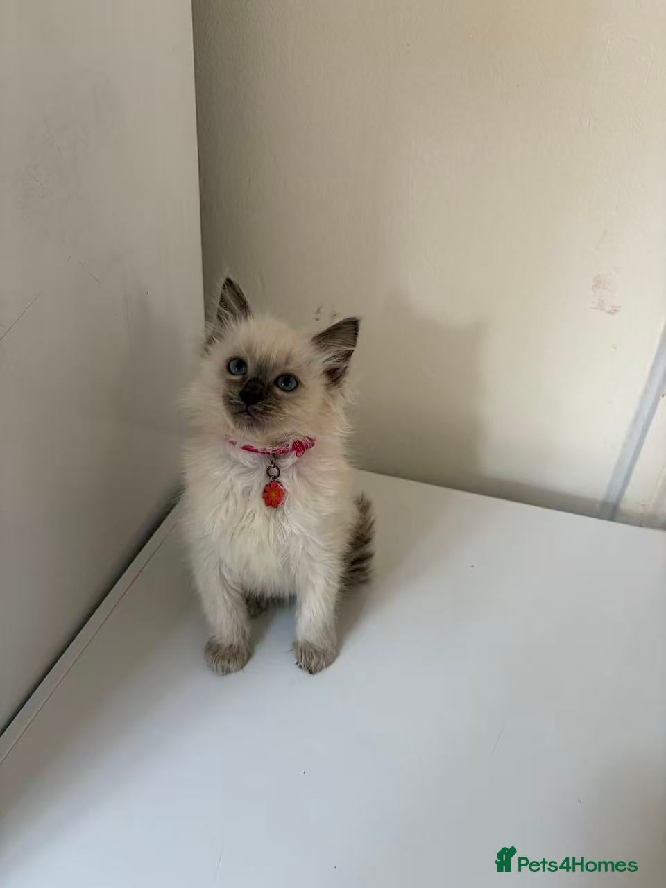 Ragdoll cats Ragdoll cat - Advert 2