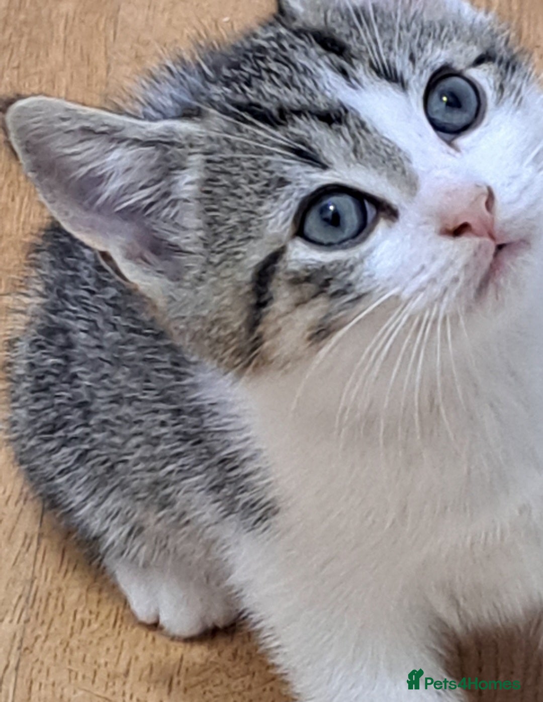 Bengal cats for sale: 3 Beautiful Kittens - Image 6