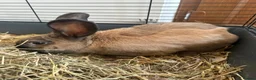 Continental Giant rabbits for sale: Male and female continental giants - Advert 2