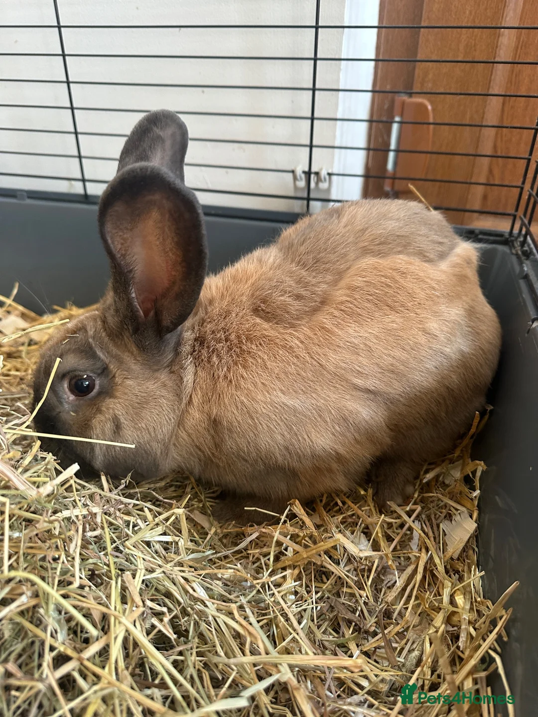 Continental Giant rabbits for sale: Male and female continental giants - Advert 2