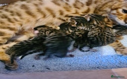 Bengal cats for sale: Bengal x - Image 5