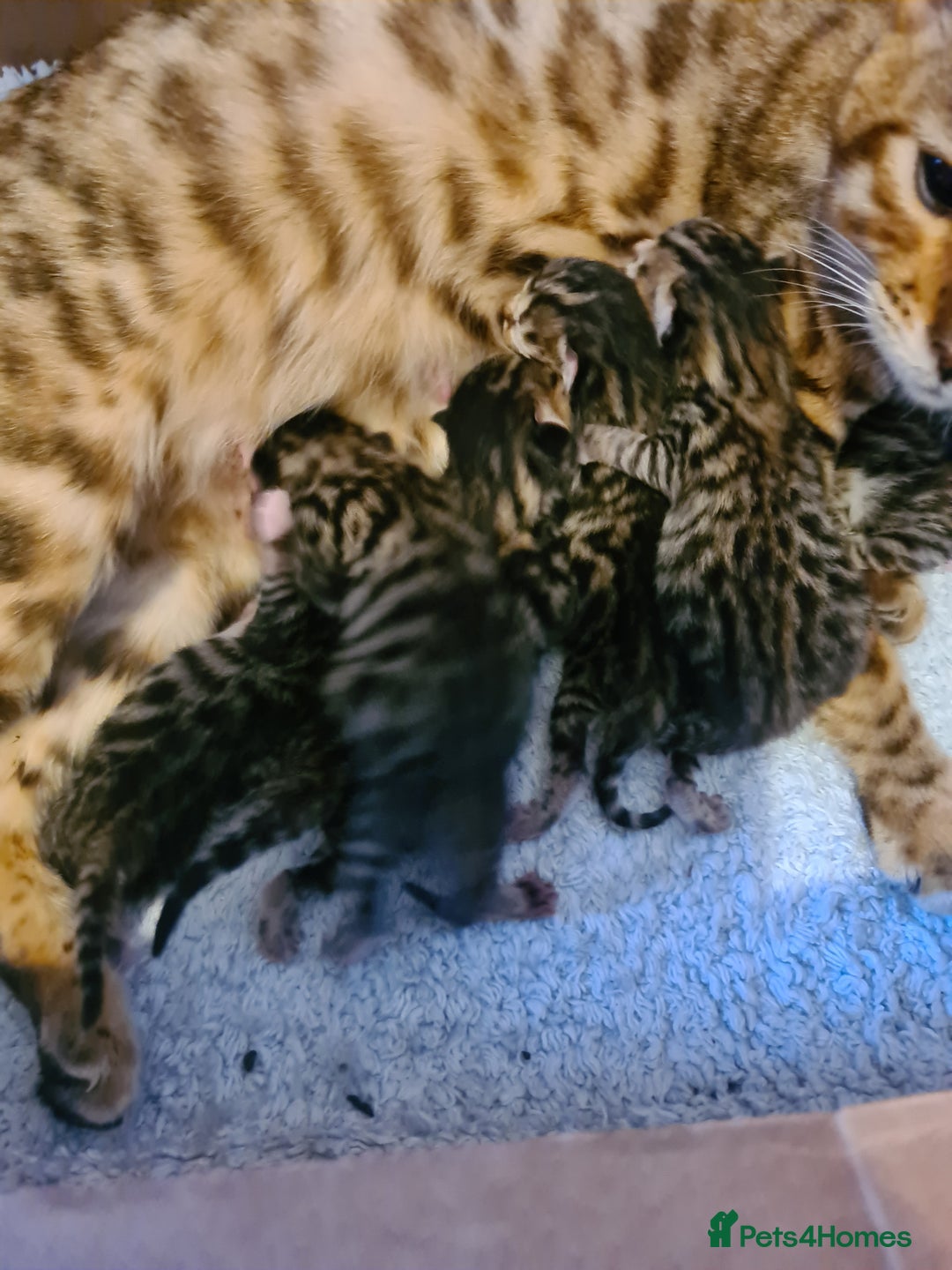 Bengal cats for sale: Bengal x - Image 5
