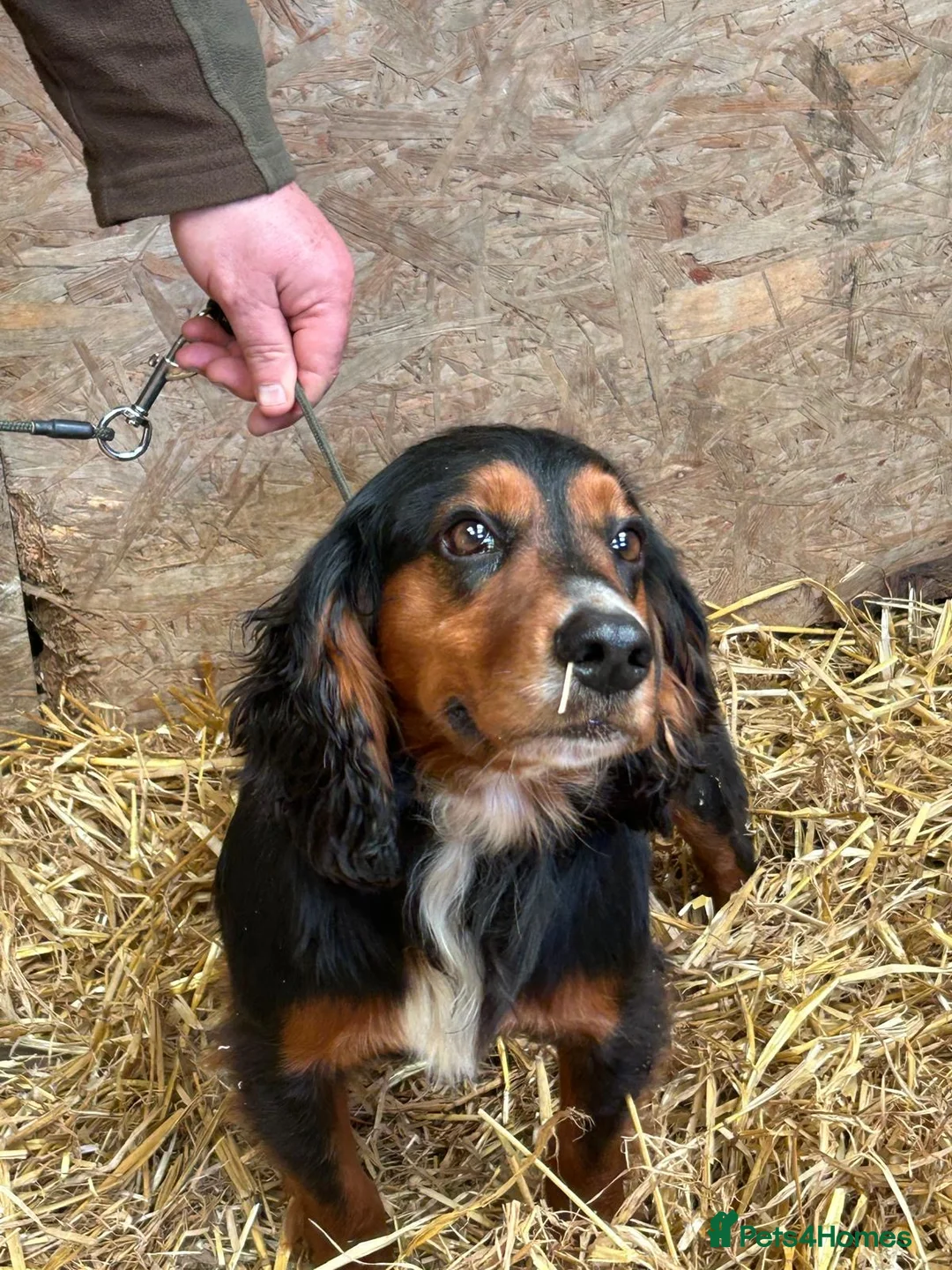 Cocker Spaniel dogs for sale: Outstanding Pedigree Cockers - Advert 2