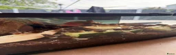 Snails invertebrates for sale: Beautiful Giant African Land Snails BABIES  - Advert 5