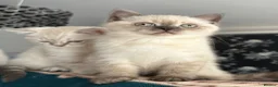 British Shorthair cats for sale: Very rare colour Pure Pedigres BSH female kitten - Advert 2