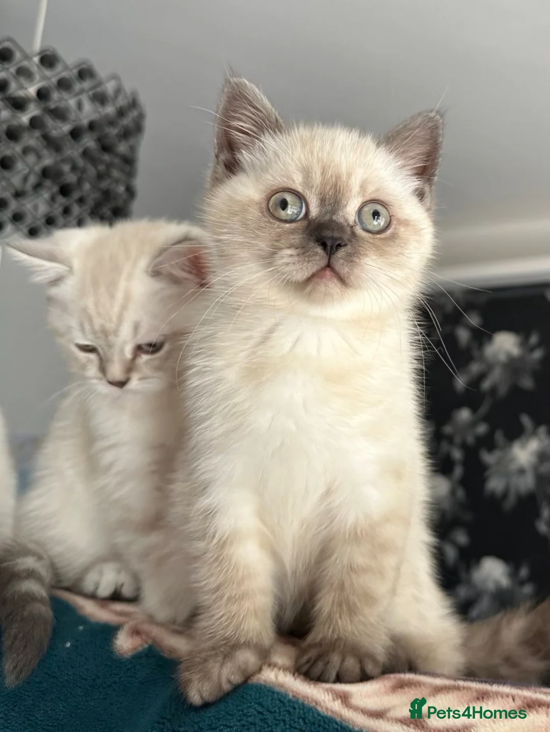British Shorthair cats for sale: Very rare colour Pure Pedigres BSH female kitten - Advert 2