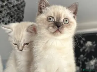 British Shorthair cats Very rare colour Pure Pedigres BSH female kitten - Advert 5