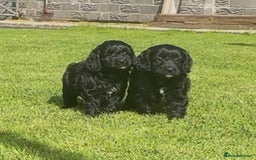 Mixed Breed dogs for sale: Beautiful cockalierpoo pups  - Image 9