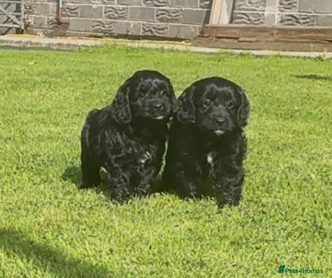 Mixed Breed dogs for sale: Beautiful cockalierpoo pups  - Image 9