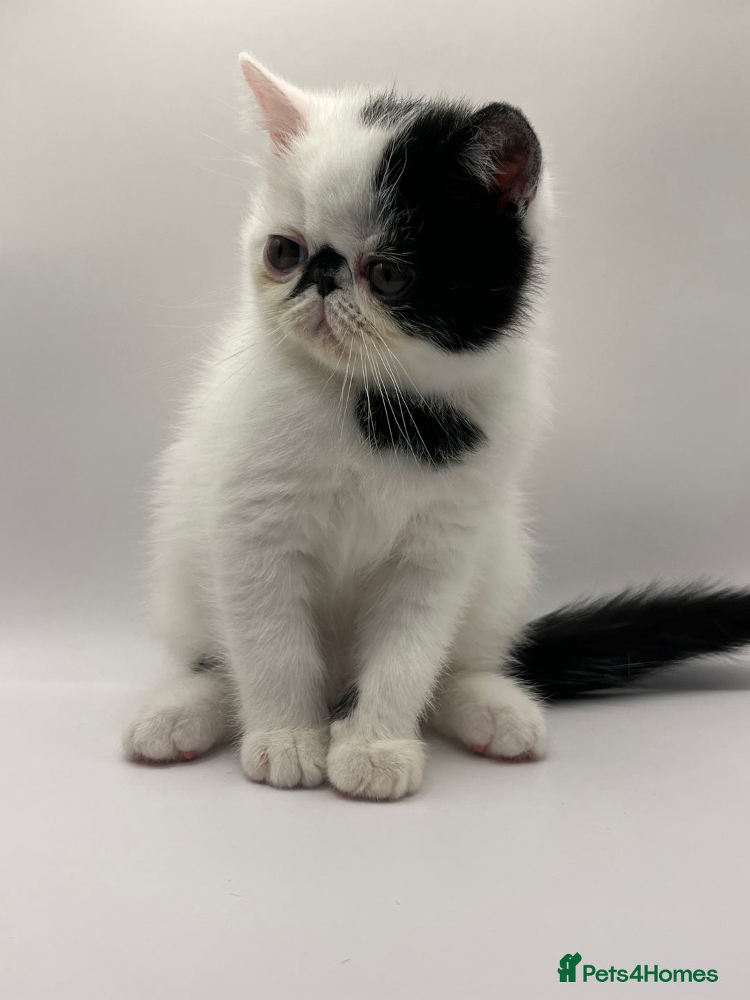 Persian cats for sale: Beautiful exotic CFA registered kittens - Advert 4