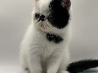 Persian cats Beautiful exotic CFA registered kittens - Advert 15