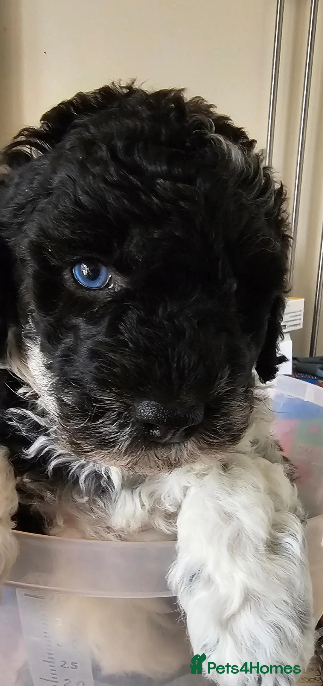 Miniature Poodle dogs for sale: 6 weeks old F1b Moyen Poodle  - Advert 40