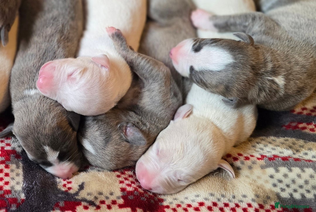 Whippet dogs for sale: KC Registered Small Whippet Puppies - Advert 7