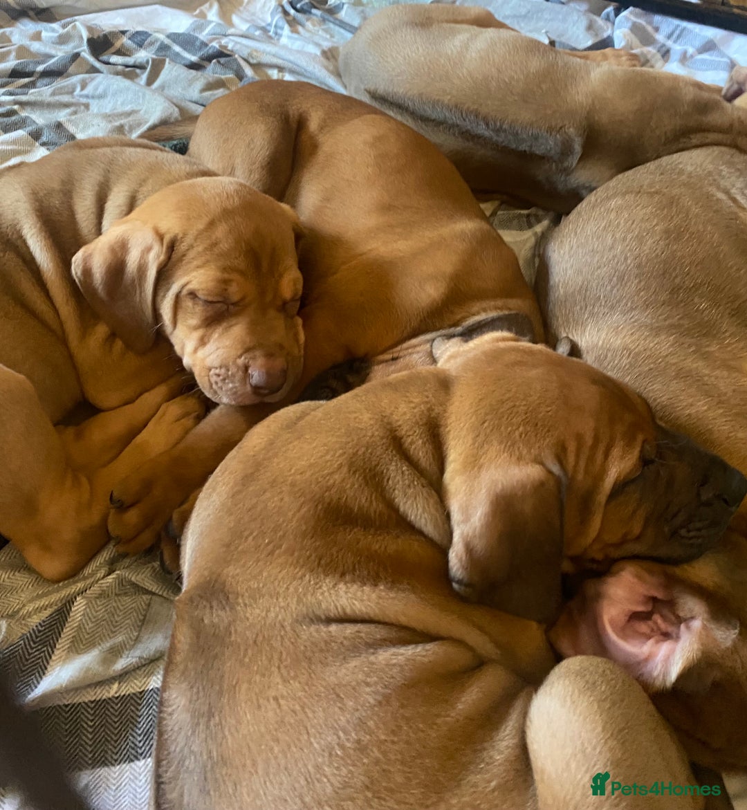 Rhodesian Ridgeback dogs for sale: LADYLIUWA KC REG. LITTER: LAST TWO PUPS FOR SALE in Grantham - Image 25