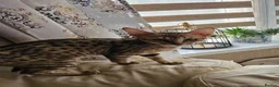 Savannah cats for sale: 3 beautilful F5 Savannah kittens - Advert 2