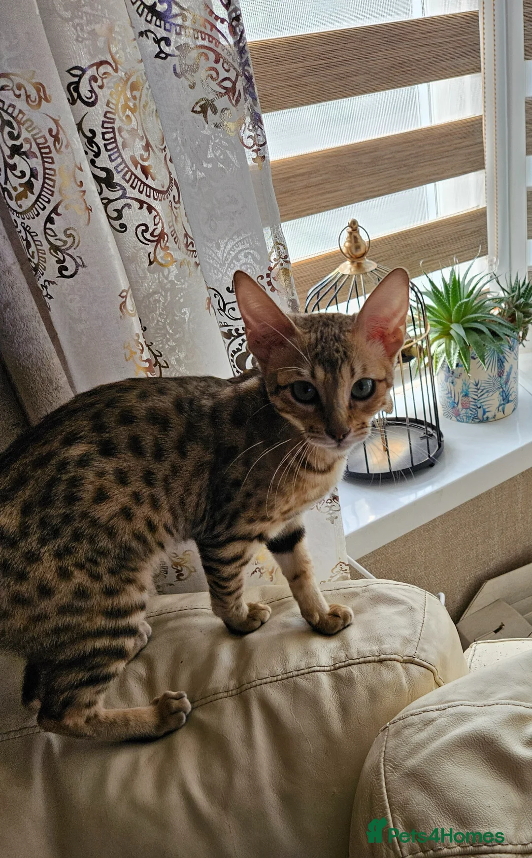 Savannah cats for sale: 3 beautilful F5 Savannah kittens - Advert 2