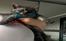 Scottish Fold cats for sale: Scottish fold kittens ready to find new homes - Image 11