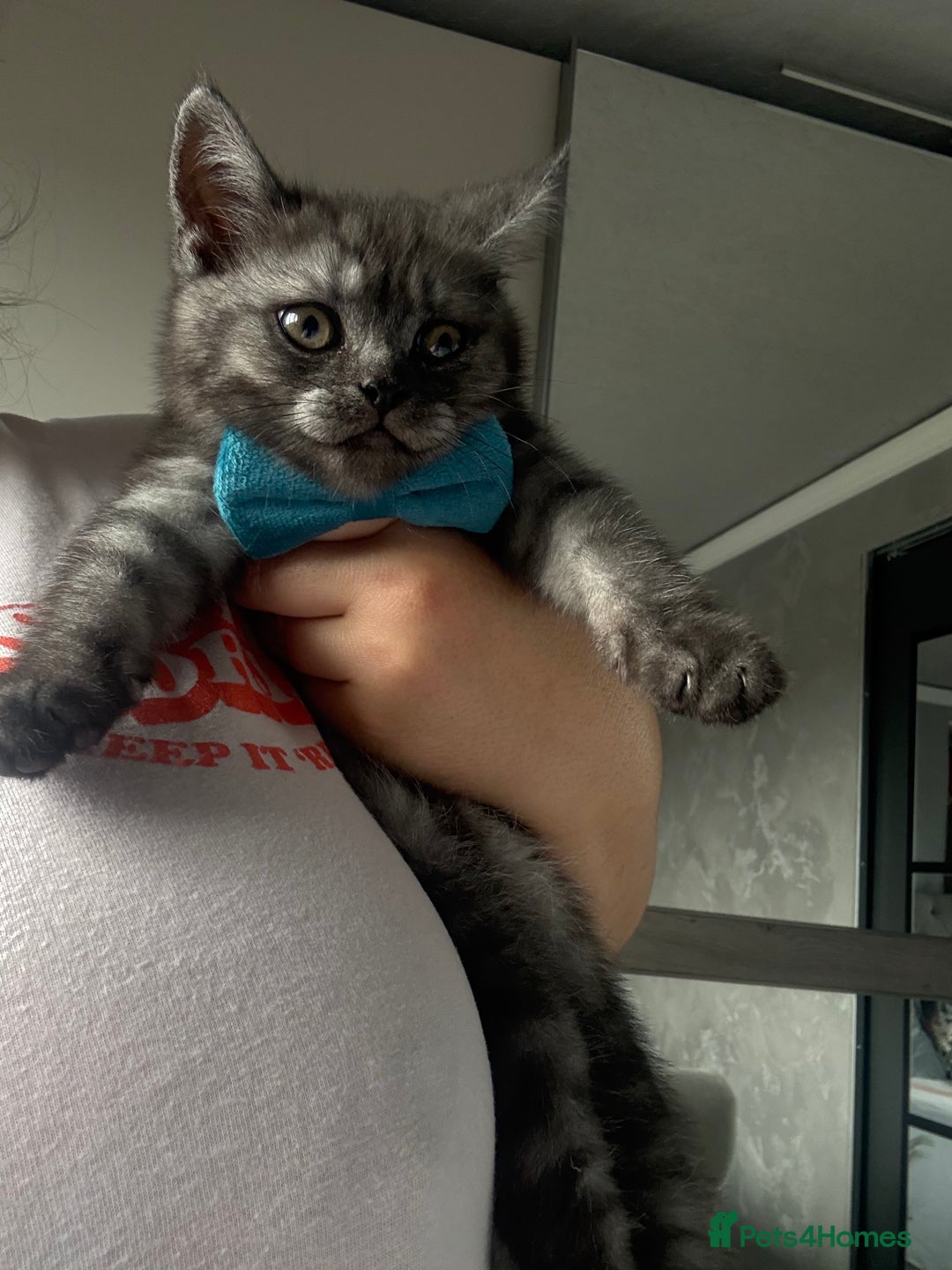 Scottish Fold cats for sale: Scottish fold kittens ready to find new homes - Image 11