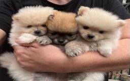 Pomeranian dogs for sale: Pomeranian  puppies  - Image 13