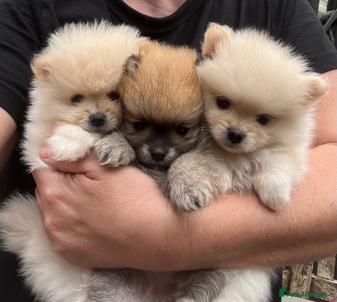 Pomeranian dogs for sale: Pomeranian  puppies  - Image 13
