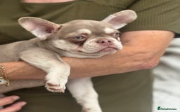 French Bulldog dogs for sale: French bulldog puppies  - Image 9
