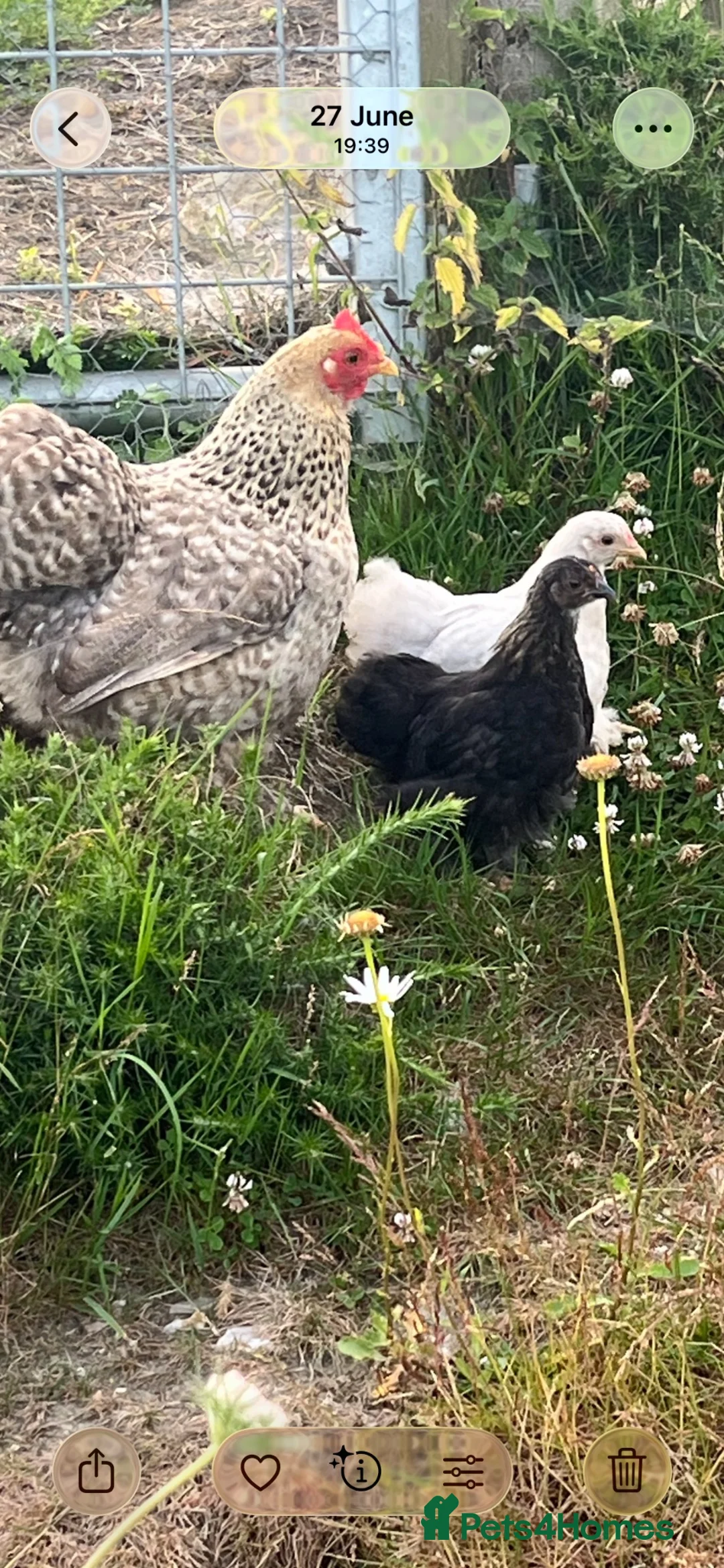 Chickens poultry for sale: Pekin bantam hen chicks  - Advert 1