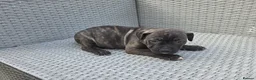 Staffordshire Bull Terrier dogs for sale: Beautiful Long-legged Staffy Puppies  in Dartford - Advert 6