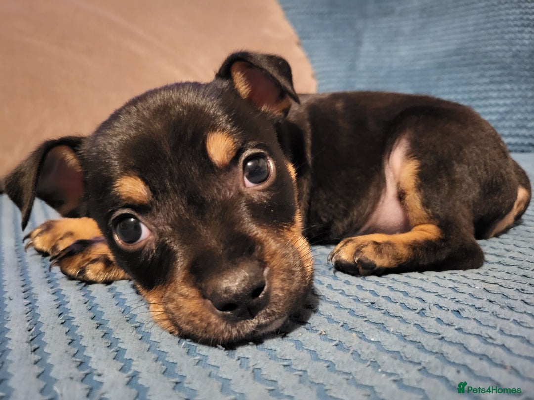 Mixed Breed dogs for sale: Staffordshire Bull Terrier Puppies-Female and Male in Bridgwater - Image 4