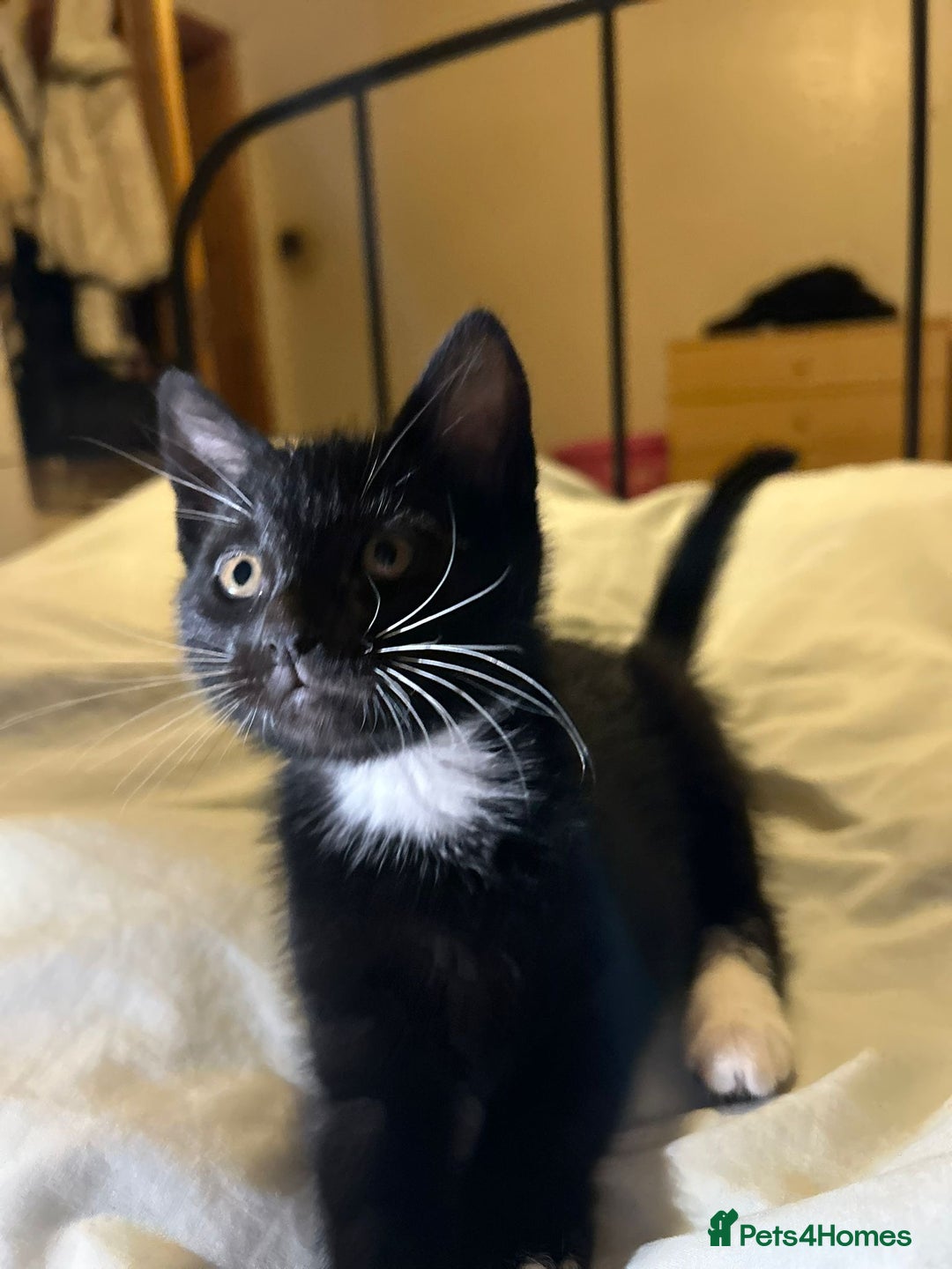 Russian Blue cats for sale: Russian blue kittens  - Advert 9