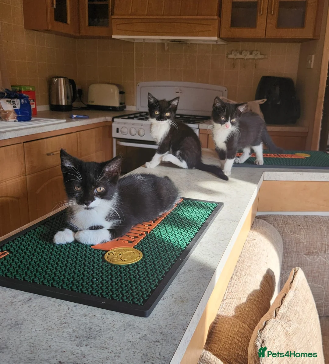 Mixed Breed cats for sale: 5 beautiful tuxedo kittens looking for a home ❤  - Advert 7