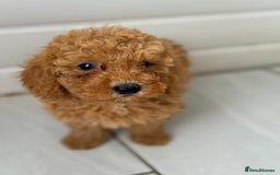 Maltipoo dogs for sale: Quality Korean maltipoos - Image 14