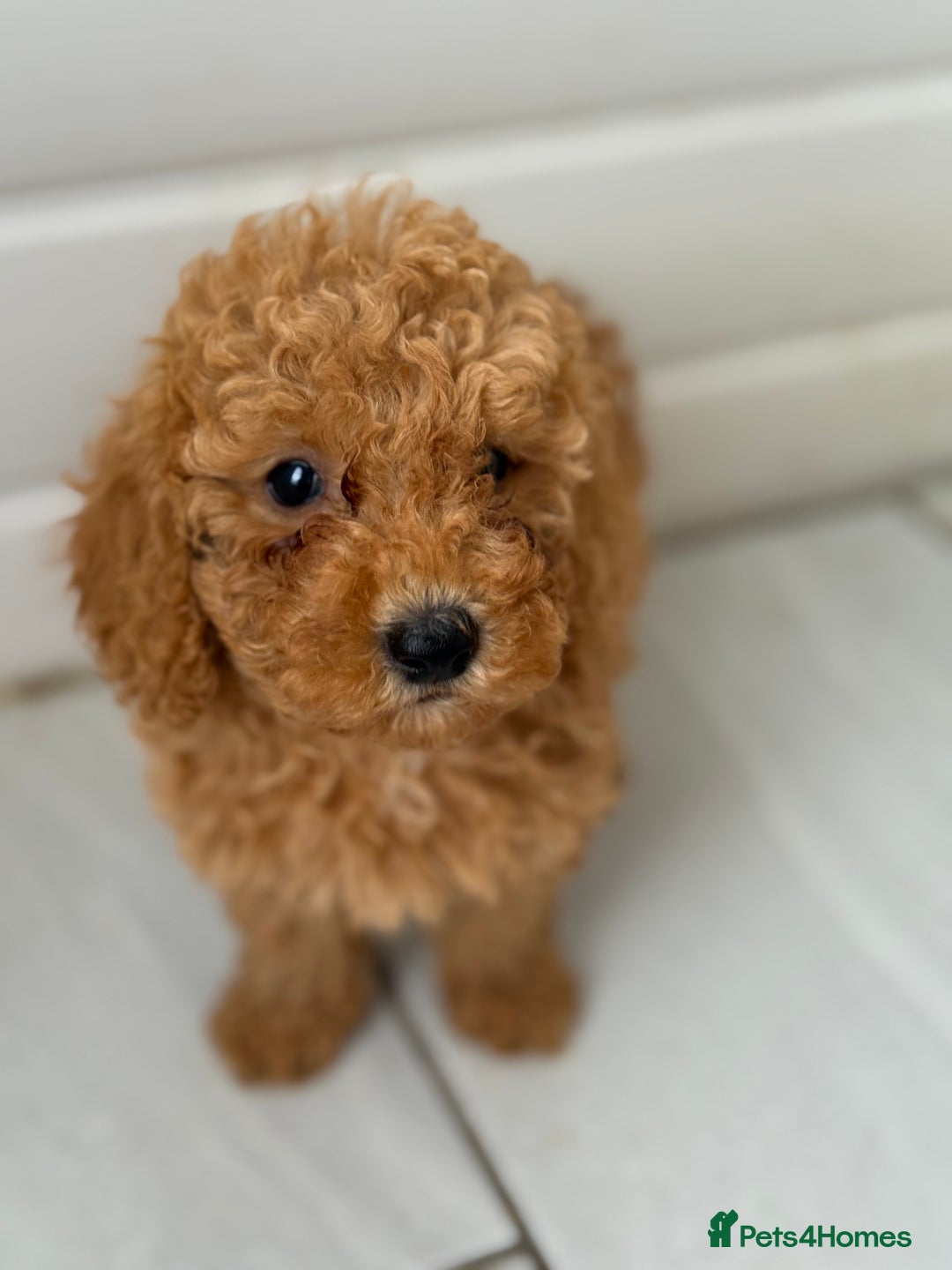 Maltipoo dogs for sale: Quality Korean maltipoos - Image 14