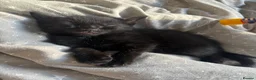 Mixed Breed cats for sale: Kittens for sale - Advert 3