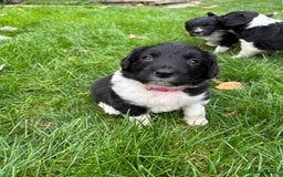 Sprollie dogs for sale: Beautiful Sprollie Puppies for sale - Image 4