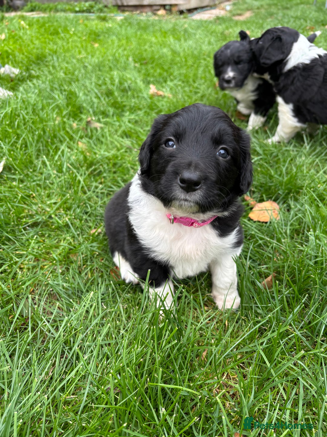 Sprollie dogs for sale: Beautiful Sprollie Puppies for sale - Image 4