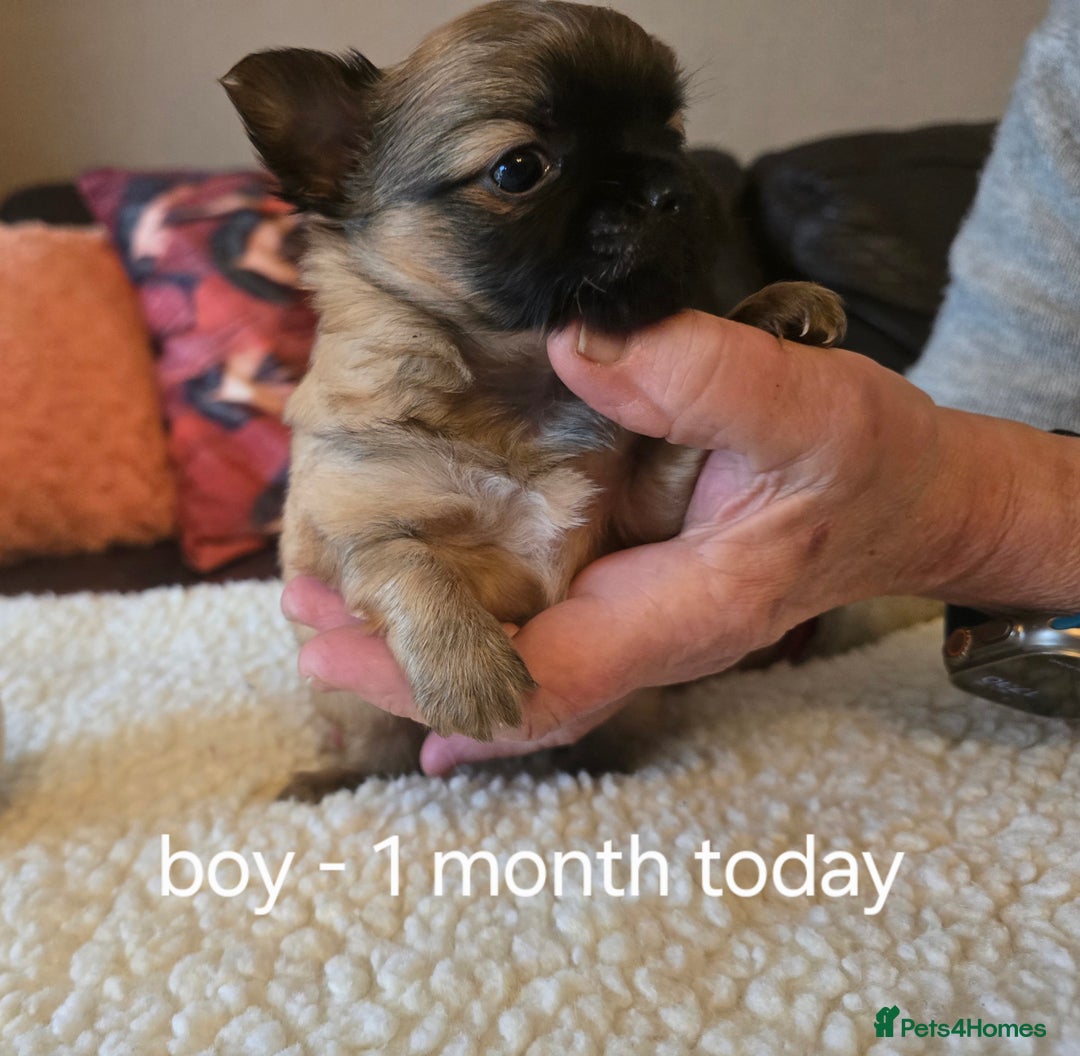 Chihuahua dogs for sale: Chihuahua long coat puppies ...only BOY left - Image 16