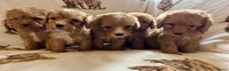 Cockapoo dogs for sale: F1 health clear cockapoo puppies  - Advert 14