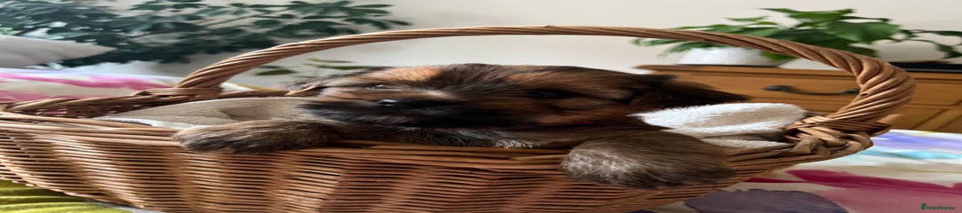 Yorkshire Terrier Puppy 3
