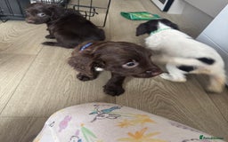 Sprocker dogs for sale: Sprocker spaniel puppy’s  - Image 13