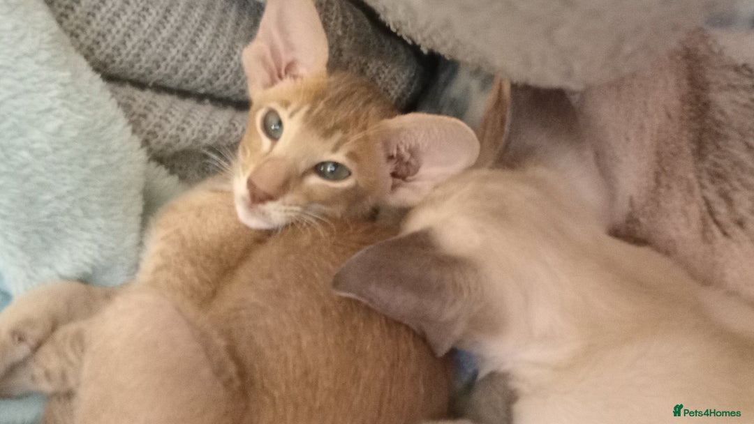 Siamese cats for sale: Blue point siamese male - Image 4