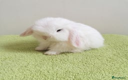 Mini Lop rabbits for sale: Beautiful Mini Lop Baby Rabbits  - Image 4