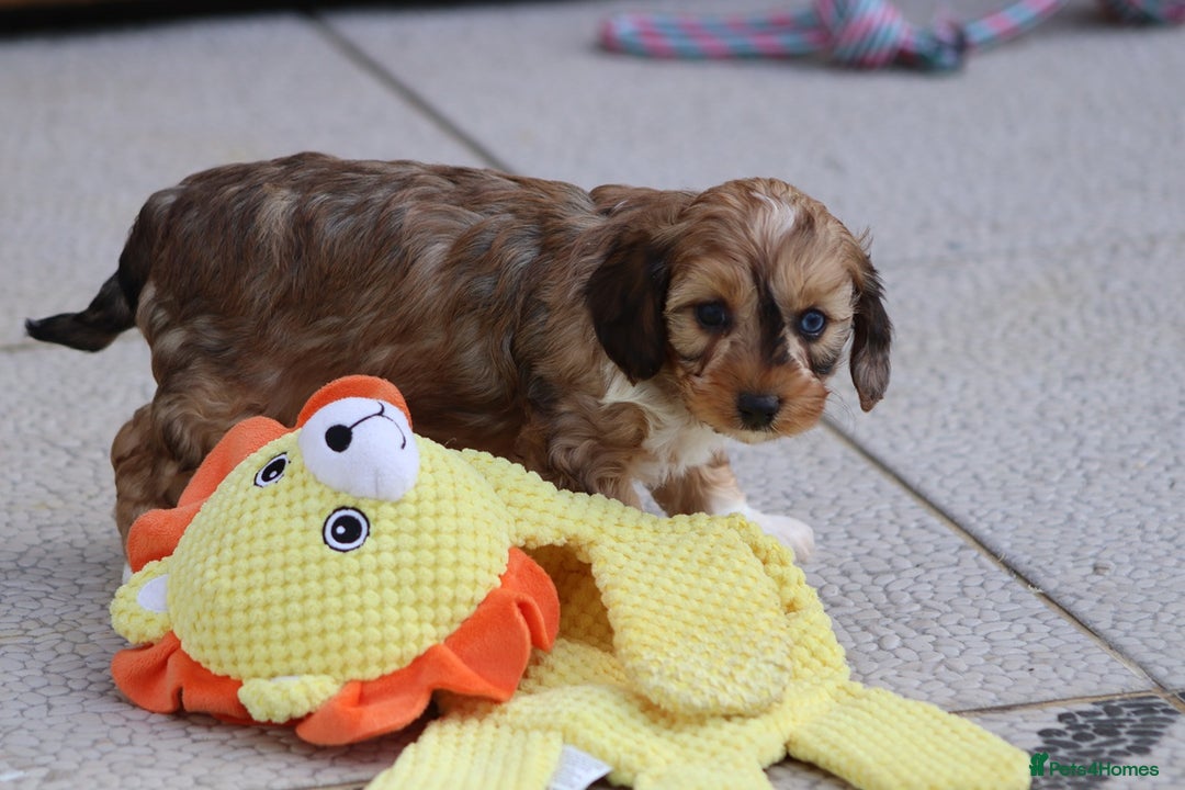 Cockapoo dogs for sale: Cockapoo puppies for sale!  - Advert 36
