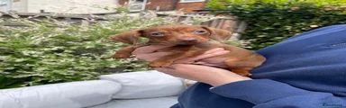 Miniature Dachshund Puppy 2